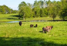 Hornholzer Höhen: Ein neues Naturschutzgebiet Hornholzer Höhen: Ein neues Naturschutzgebiet