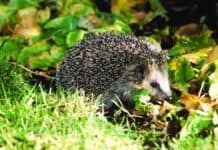 Erste Igel wachen auf – so können sie helfen Erste Igel wachen auf - so können sie helfen