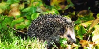 Erste Igel wachen auf – so können sie helfen Erste Igel wachen auf - so können sie helfen