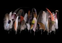Federn – Ein poetisches Meisterstück der Evolution Federn – Ein poetisches Meisterstück der Evolution