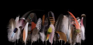 Federn – Ein poetisches Meisterstück der Evolution Federn – Ein poetisches Meisterstück der Evolution