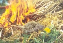 Achtung Igel – (Oster-)Feueralarm! Achtung Igel - (Oster-)Feueralarm!