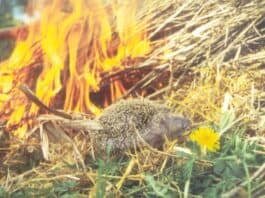 Achtung Igel – (Oster-)Feueralarm! Achtung Igel - (Oster-)Feueralarm!