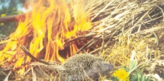 Achtung Igel – (Oster-)Feueralarm! Achtung Igel - (Oster-)Feueralarm!