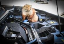Achtung Autofahrer: Marder machen wieder Jagd auf Kabel und Schläuche Achtung Autofahrer: Marder machen wieder Jagd auf Kabel und Schläuche