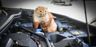 Achtung Autofahrer: Marder machen wieder Jagd auf Kabel und Schläuche Achtung Autofahrer: Marder machen wieder Jagd auf Kabel und Schläuche
