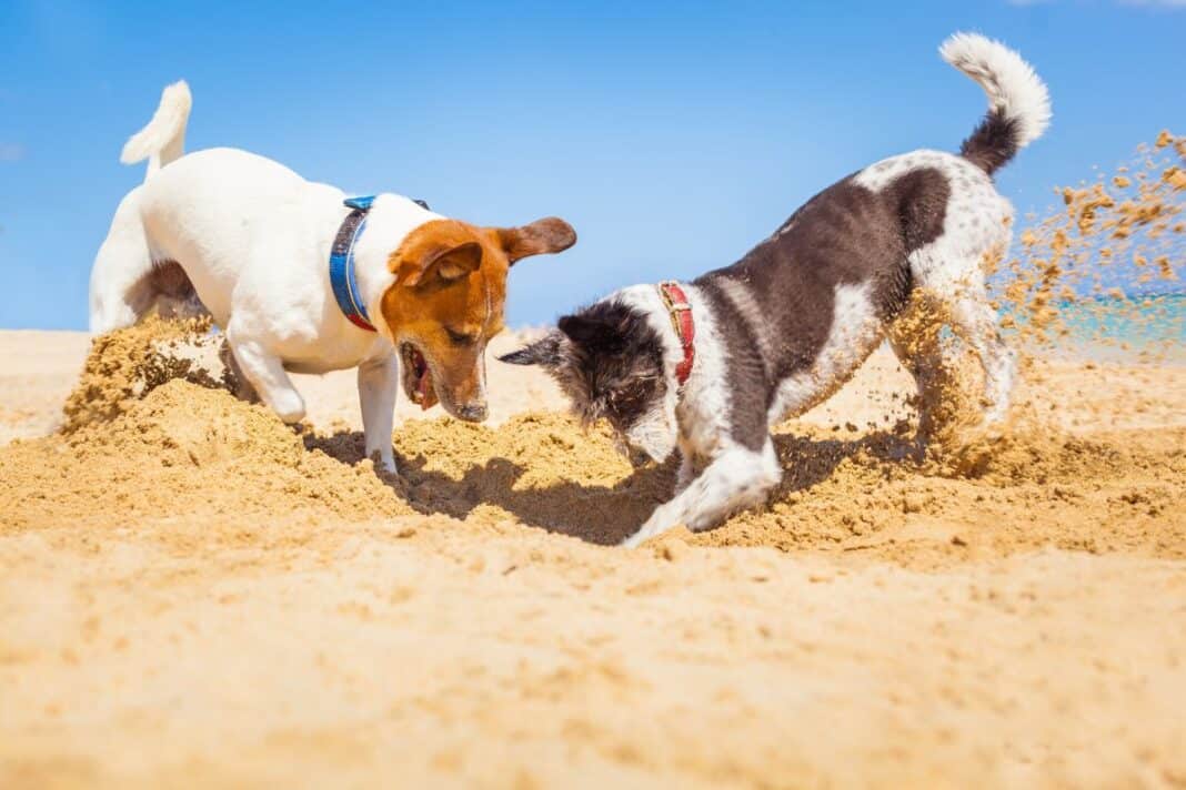 Gut vorbereitet mit dem Hund in den Urlaub: schon jetzt für die Reise planen