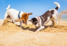 Gut vorbereitet mit dem Hund in den Urlaub: schon jetzt für die Reise planen Gut vorbereitet mit dem Hund in den Urlaub: schon jetzt für die Reise planen