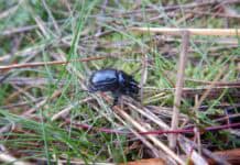Große Entdeckung in ganz klein: imposante Stierkäfer sind zurück im Stiftungsland Joldelund Große Entdeckung in ganz klein: imposante Stierkäfer sind zurück im Stiftungsland Joldelund