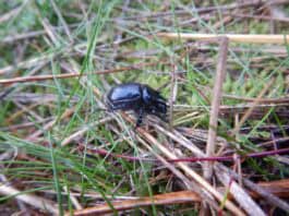Große Entdeckung in ganz klein: imposante Stierkäfer sind zurück im Stiftungsland Joldelund Große Entdeckung in ganz klein: imposante Stierkäfer sind zurück im Stiftungsland Joldelund