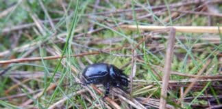 Große Entdeckung in ganz klein: imposante Stierkäfer sind zurück im Stiftungsland Joldelund Große Entdeckung in ganz klein: imposante Stierkäfer sind zurück im Stiftungsland Joldelund
