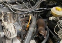 Achtung, Marderschaden: So bleibt das Auto geschützt Achtung, Marderschaden: So bleibt das Auto geschützt