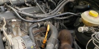 Achtung, Marderschaden: So bleibt das Auto geschützt Achtung, Marderschaden: So bleibt das Auto geschützt