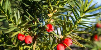 Giftalarm im heimischen Garten Giftalarm im heimischen Garten