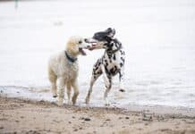 Risikogerechter Schutz für jeden Hund Risikogerechter Schutz für jeden Hund