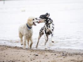 Risikogerechter Schutz für jeden Hund Risikogerechter Schutz für jeden Hund