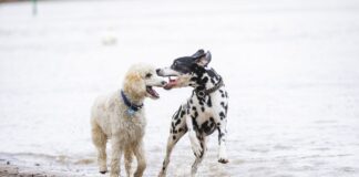 Risikogerechter Schutz für jeden Hund Risikogerechter Schutz für jeden Hund