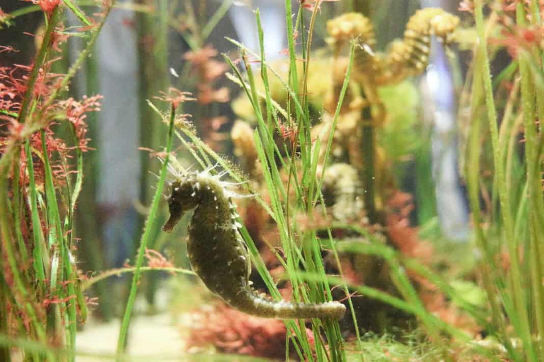 Naturraum Nordsee: Wattenmeer erleben zwischen Ebbe, Flut und Tierwelt