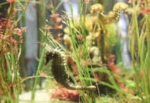 Naturraum Nordsee: Wattenmeer erleben zwischen Ebbe, Flut und Tierwelt Naturraum Nordsee: Wattenmeer erleben zwischen Ebbe, Flut und Tierwelt