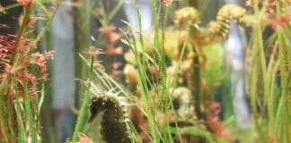 Naturraum Nordsee: Wattenmeer erleben zwischen Ebbe, Flut und Tierwelt Naturraum Nordsee: Wattenmeer erleben zwischen Ebbe, Flut und Tierwelt