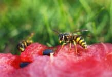 94 ambulante Behandlungen in Flensburg wegen Insektenstichen 94 ambulante Behandlungen in Flensburg wegen Insektenstichen