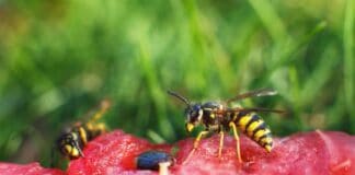 94 ambulante Behandlungen in Flensburg wegen Insektenstichen 94 ambulante Behandlungen in Flensburg wegen Insektenstichen