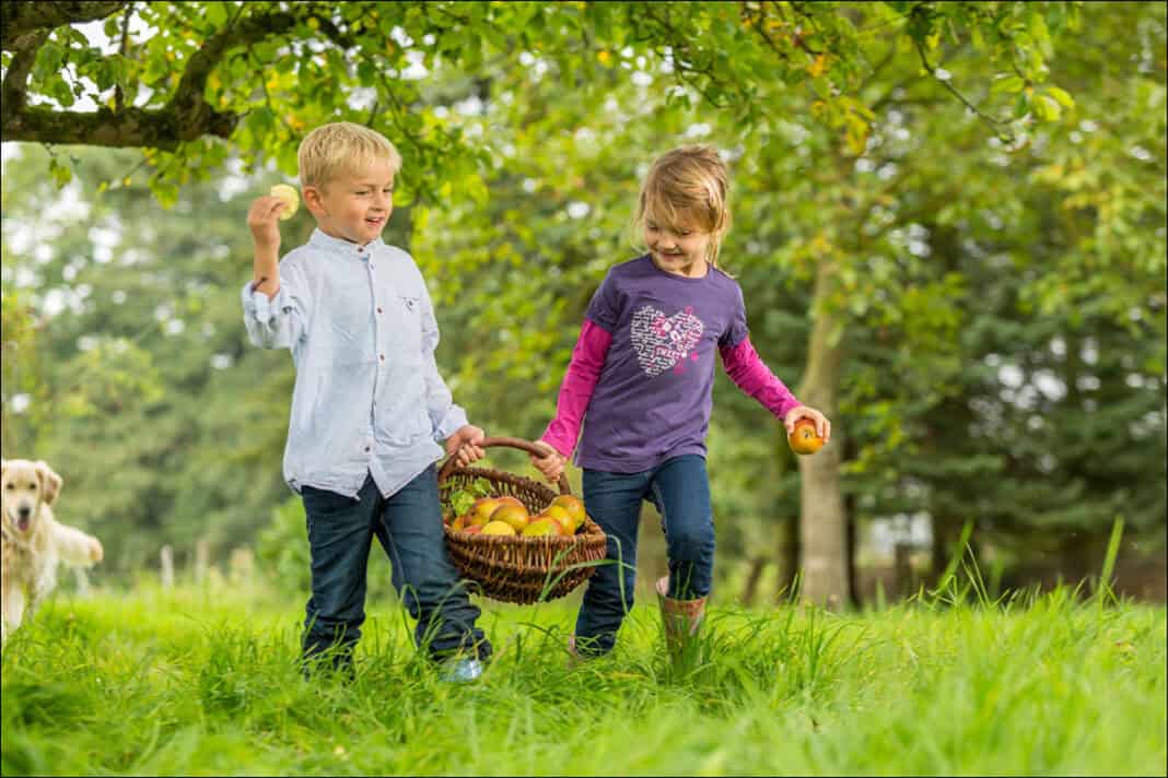 3893-2_4C Apfelbäume im Herbst pflanzen