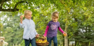 Apfelbäume im Herbst pflanzen Apfelbäume im Herbst pflanzen