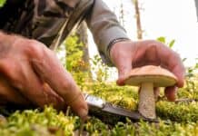 Achtung vor Pilzvergiftungen in Flensburg Achtung vor Pilzvergiftungen in Flensburg