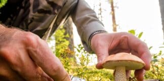 Achtung vor Pilzvergiftungen in Flensburg Achtung vor Pilzvergiftungen in Flensburg