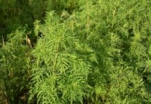 Klimawandel begünstigt Ausbreitung der hochallergenen Ambrosia-Pflanze Klimawandel begünstigt Ausbreitung der hochallergenen Ambrosia-Pflanze