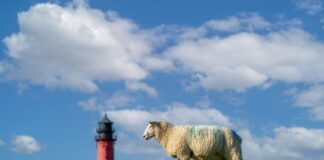 Deich ohne Schafe? Deich ohne Schafe