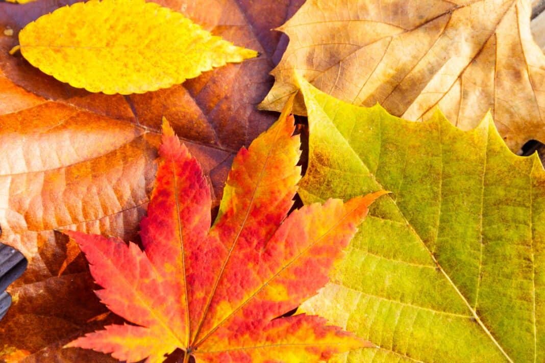 Herbstlaub nicht entsorgen