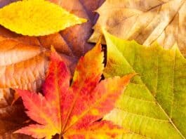 Herbstlaub nicht entsorgen Herbstlaub nicht entsorgen