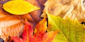 Herbstlaub nicht entsorgen Herbstlaub nicht entsorgen