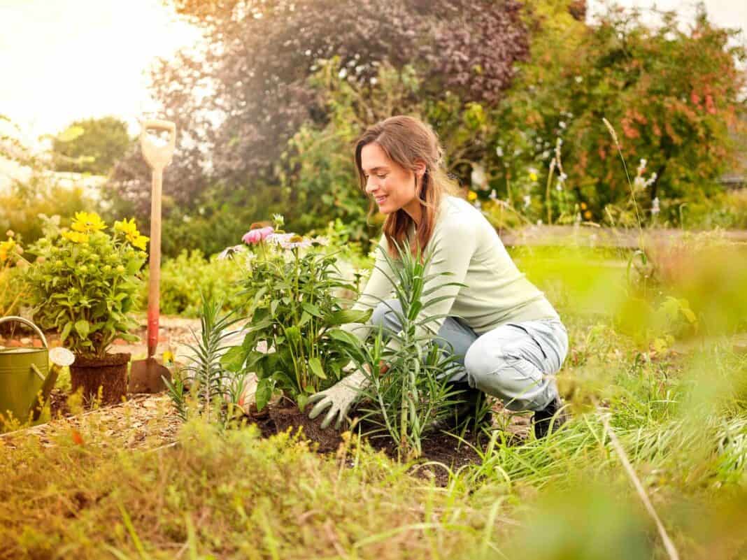 Klimafreundlich gärtnern: Jetzt torffrei in den Herbst starten
