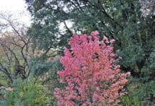 Tipps vom Experten zum Gärtnern im Herbst Tipps vom Experten zum Gärtnern im Herbst