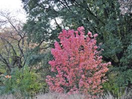 Tipps vom Experten zum Gärtnern im Herbst Tipps vom Experten zum Gärtnern im Herbst