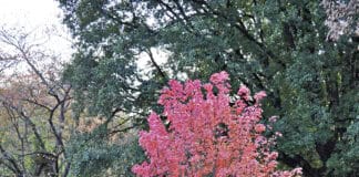 Tipps vom Experten zum Gärtnern im Herbst Tipps vom Experten zum Gärtnern im Herbst