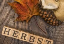 Herbst im echten Norden – bunt, draußen und unvergesslich Herbst im echten Norden – bunt, draußen und unvergesslich