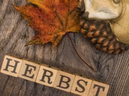 Herbst im echten Norden – bunt, draußen und unvergesslich Herbst im echten Norden – bunt, draußen und unvergesslich