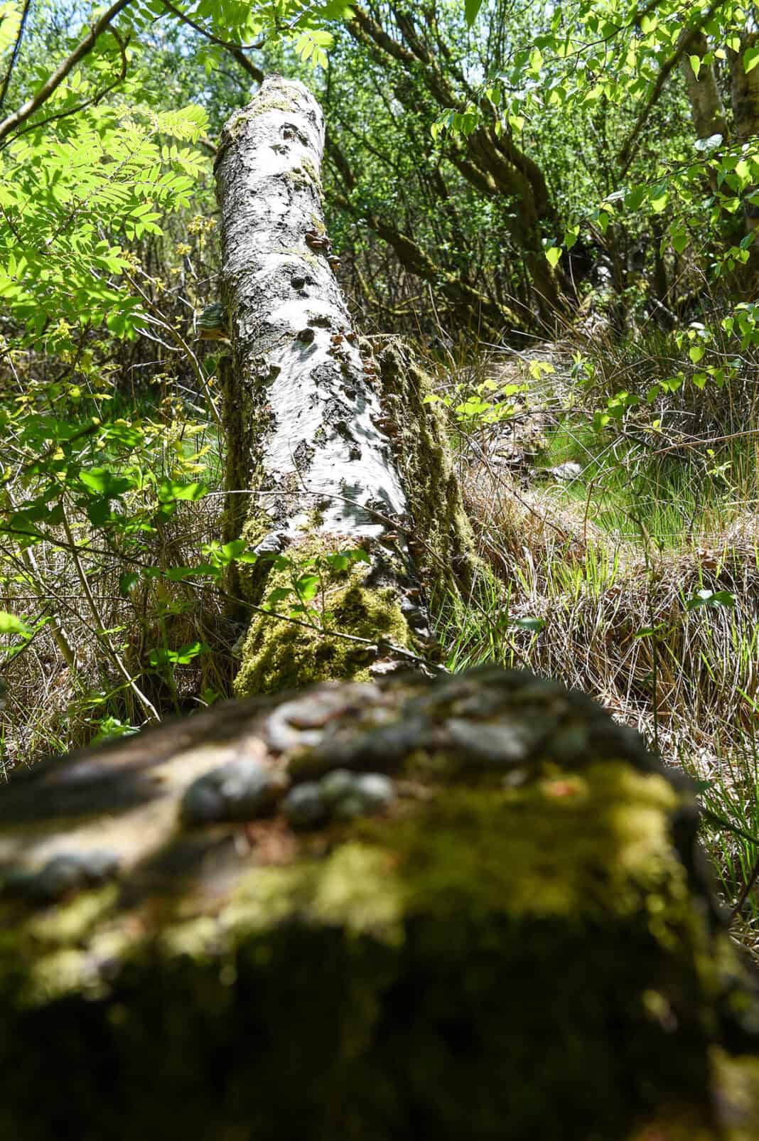 Geheimnisse des Mückenwaldes, Teil 3