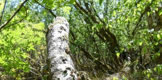 Geheimnisse des Mückenwaldes, Teil 3 Geheimnisse des Mückenwaldes, Teil 3