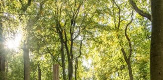 Alternative Möglichkeiten des letzten Abschieds Alternative Möglichkeiten des letzten Abschieds