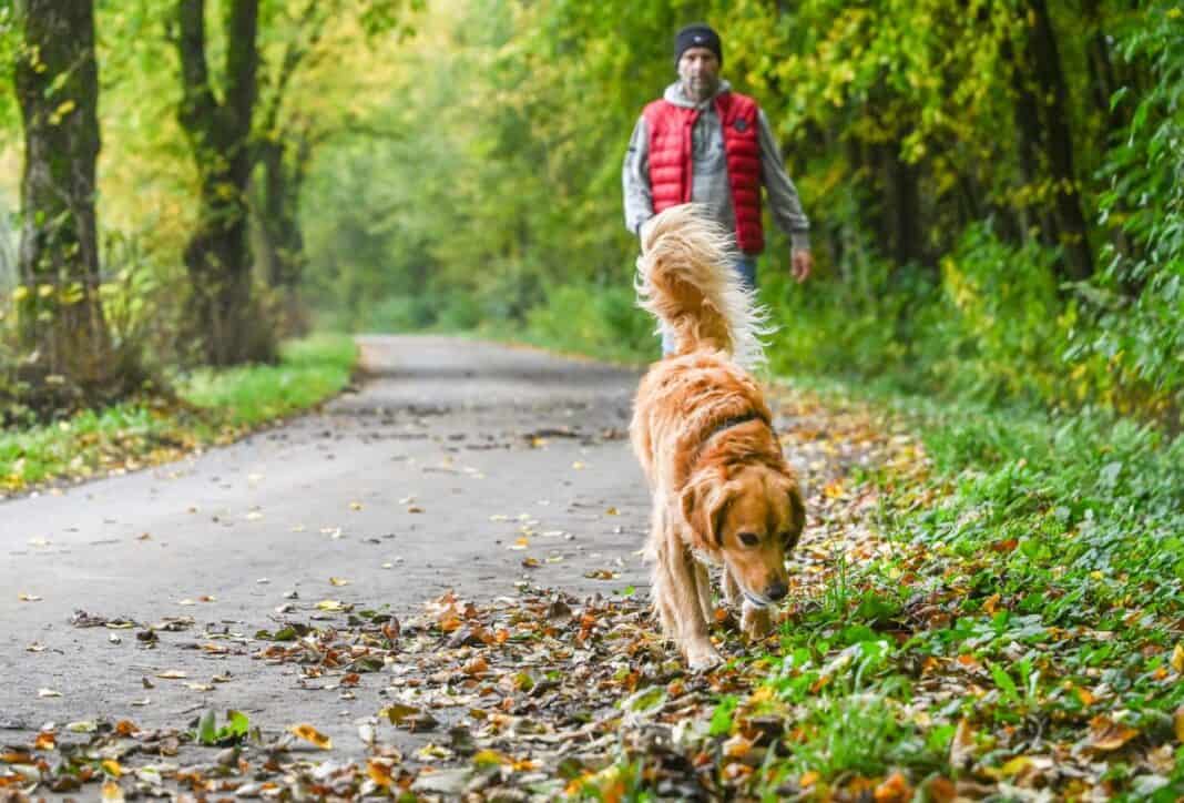 Nasses Herbstlaub bringt Passanten ins Rutschen: Wer haftet bei Unfällen?