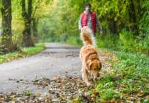 Nasses Herbstlaub bringt Passanten ins Rutschen: Wer haftet bei Unfällen? Nasses Herbstlaub bringt Passanten ins Rutschen: Wer haftet bei Unfällen?