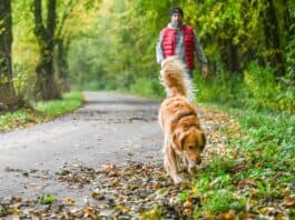 Nasses Herbstlaub bringt Passanten ins Rutschen: Wer haftet bei Unfällen? Nasses Herbstlaub bringt Passanten ins Rutschen: Wer haftet bei Unfällen?