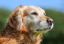 Graue Schnauze, großes Herz: So bleibt Ihr Hund im Alter fit und glücklich Graue Schnauze, großes Herz: So bleibt Ihr Hund im Alter fit und glücklich