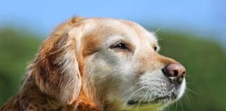 Graue Schnauze, großes Herz: So bleibt Ihr Hund im Alter fit und glücklich Graue Schnauze, großes Herz: So bleibt Ihr Hund im Alter fit und glücklich