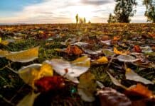 Zürich macht es vor: Weniger Laubbläser – Im Laub steckt wertvolles Leben Zürich macht es vor: Weniger Laubbläser Im Laub steckt wertvolles Leben